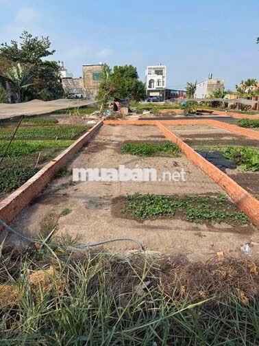CẦN BÁN 2 LÔ ĐẤT MẶT TIỀN ĐÔNG THẠNH8-1. GẦN CHỢ GẤU LÊ VĂN KHƯƠNG