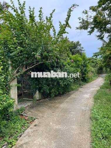 Bán Đất 6274m2 giá 6.6 tỷ tại Xã Mỹ Phước Huyện Mang Thít Vĩnh Long
