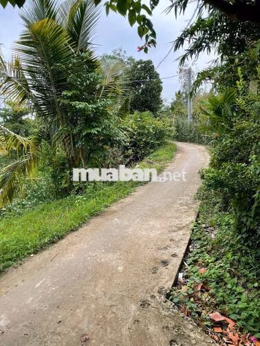 Bán Đất 6274m2 giá 6.6 tỷ tại Xã Mỹ Phước Huyện Mang Thít Vĩnh Long