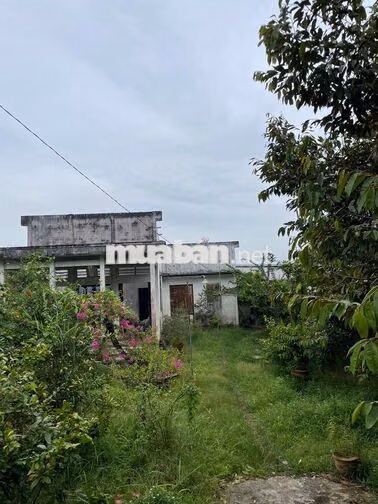 Bán Đất 6274m2 giá 6.6 tỷ tại Xã Mỹ Phước Huyện Mang Thít Vĩnh Long