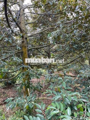 Bán Đất 6274m2 giá 6.6 tỷ tại Xã Mỹ Phước Huyện Mang Thít Vĩnh Long