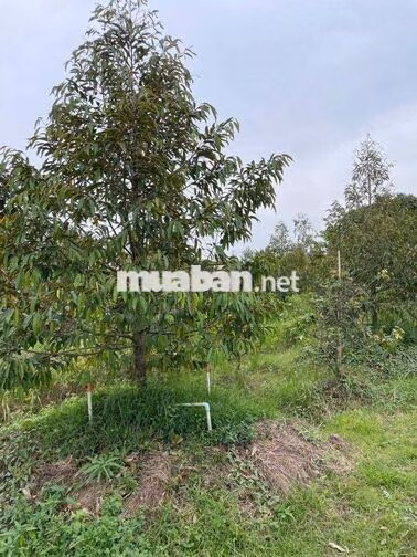 Bán Đất 6274m2 giá 6.6 tỷ tại Xã Mỹ Phước Huyện Mang Thít Vĩnh Long