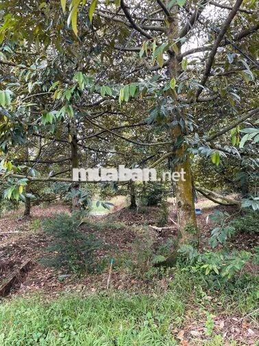 Bán Đất 6274m2 giá 6.6 tỷ tại Xã Mỹ Phước Huyện Mang Thít Vĩnh Long