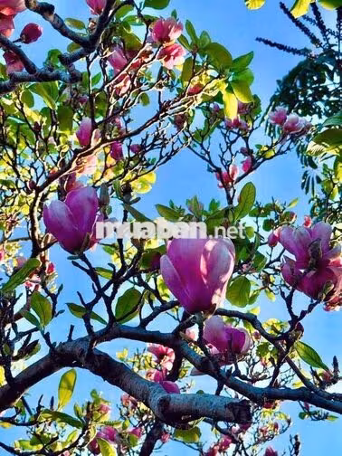 Chính chủ bán 6000m2 đất đồi view hồ Đà Tẻ Lâm Đồng