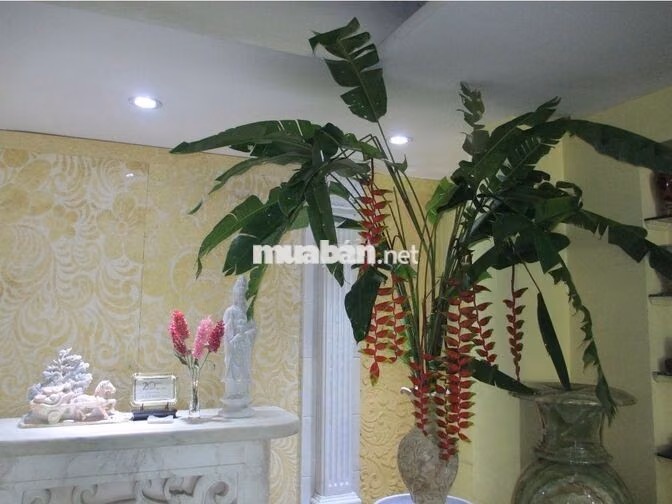 Cho thuê nhà mặt tiền chính chủ 486 cộng hòa (35tr/tháng)