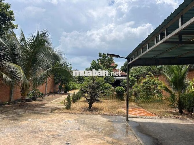 Bán đất tặng nhà vườn 556m2-1tỷ150 Tỉnh Lộ 2, xã Tân Phú Trung, Củ Chi
