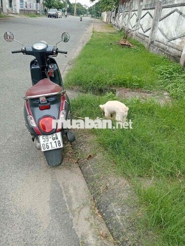 Sym Attila 50 2018 Đỏ, Xám 176154 km