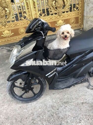 Yamaha Nouvo6 giấy tờ đầy đủ 