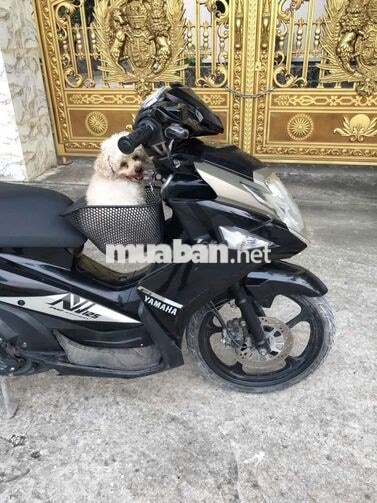 Yamaha Nouvo6 giấy tờ đầy đủ 