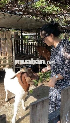 Vườn nghỉ dưỡng gần Sài Gòn - Chỉ nhận 1 nhóm/ngày