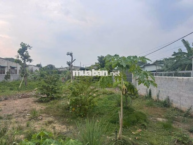 Bán 1000m2 đất vườn phường Tân Vạn có thổ cư