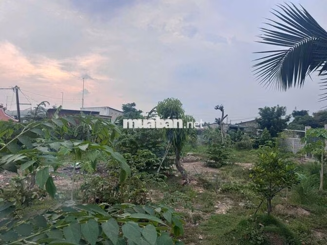 Bán 1000m2 đất vườn phường Tân Vạn có thổ cư