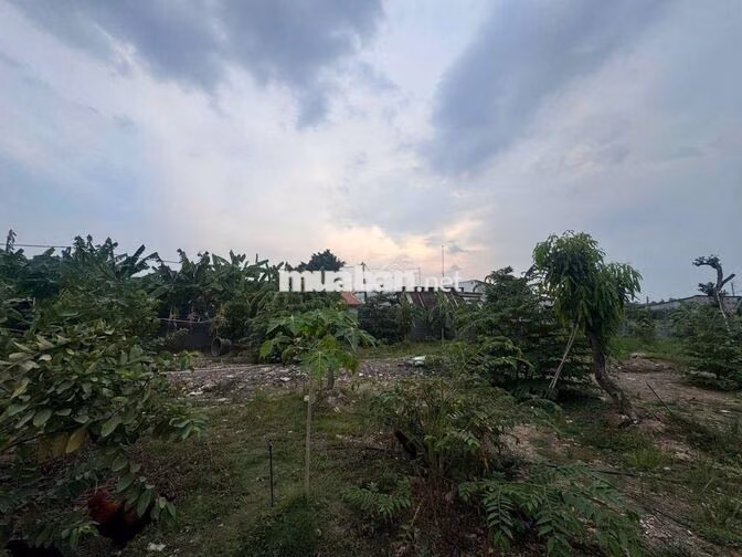 Bán 1000m2 đất vườn phường Tân Vạn có thổ cư