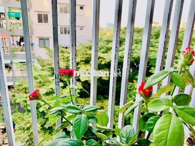 🏠 CHÍNH CHỦ BÁN CHUNG CƯ TRUNG TÂM SƠN TRÀ – 2,5 TỶ
