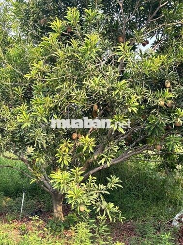 BÁN KHU VƯỜN 14.700M² – 1.300 CÂY ĂN TRÁI – 5 AO