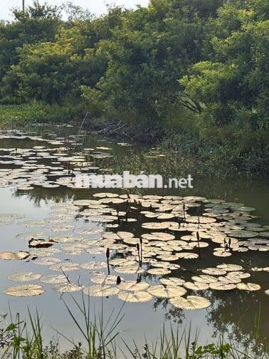 BÁN KHU VƯỜN 14.700M² – 1.300 CÂY ĂN TRÁI – 5 AO