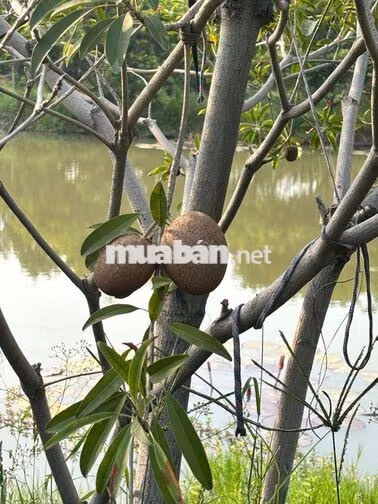 BÁN KHU VƯỜN 14.700M² – 1.300 CÂY ĂN TRÁI – 5 AO