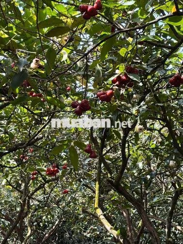 BÁN KHU VƯỜN 14.700M² – 1.300 CÂY ĂN TRÁI – 5 AO