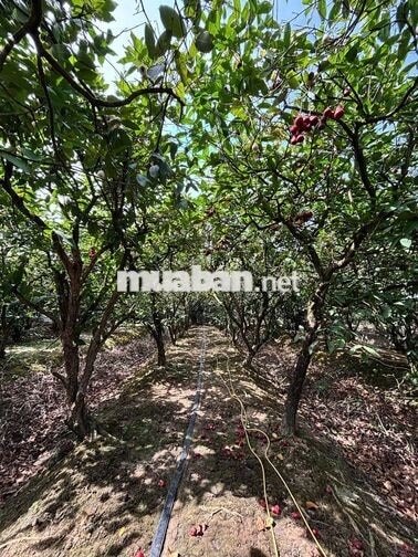 BÁN KHU VƯỜN 14.700M² – 1.300 CÂY ĂN TRÁI – 5 AO