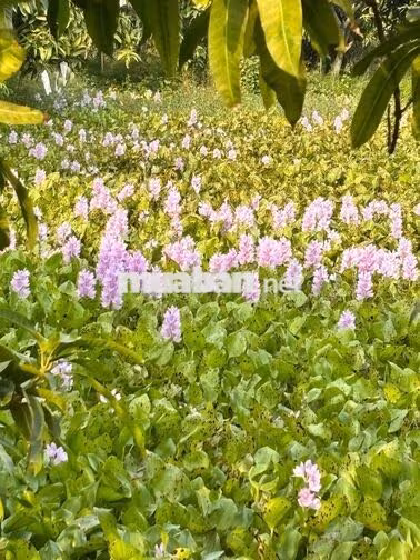 BÁN KHU VƯỜN 14.700M² – 1.300 CÂY ĂN TRÁI – 5 AO