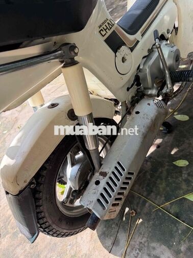 Honda Chaly Cổ điển màu Trắng đèn vuong.zin az