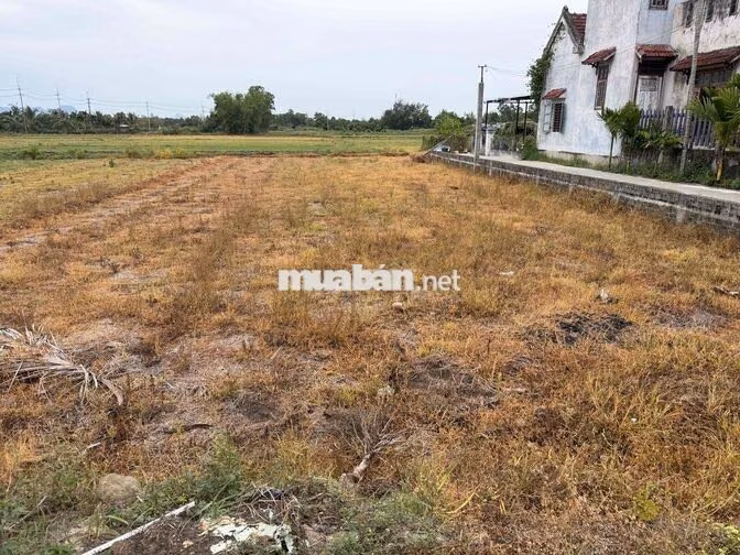 Chủ Chào Bán Lô 2MT View Lúa Gần Sông , Gần Biển , Khu Vực Điện Dương