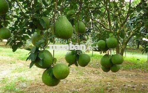 CC CẦN BÁN LÔ ĐẤT 2MT - GIÁ ĐẦU TƯ TẠI PHƯỜNG BẢO VINH, TP. ĐỒNG NAI