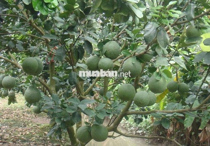 CC CẦN BÁN LÔ ĐẤT 2MT - GIÁ ĐẦU TƯ TẠI PHƯỜNG BẢO VINH, TP. ĐỒNG NAI