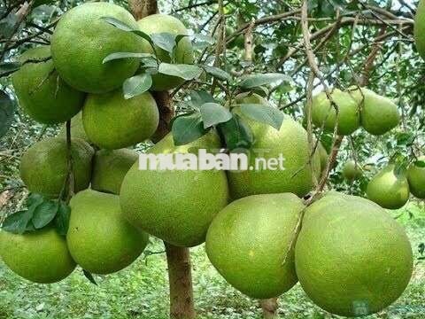 CC CẦN BÁN LÔ ĐẤT 2MT - GIÁ ĐẦU TƯ TẠI PHƯỜNG BẢO VINH, TP. ĐỒNG NAI