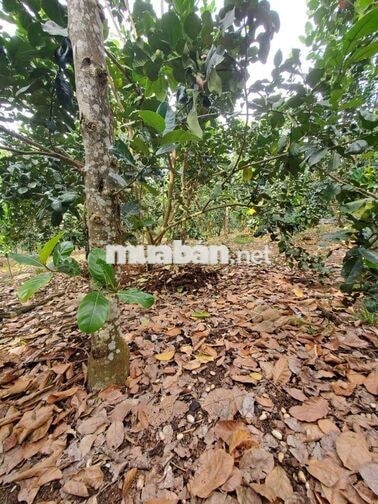 CC CẦN BÁN LÔ ĐẤT 2MT - GIÁ ĐẦU TƯ TẠI PHƯỜNG BẢO VINH, TP. ĐỒNG NAI