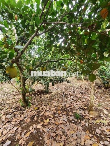 CC CẦN BÁN LÔ ĐẤT 2MT - GIÁ ĐẦU TƯ TẠI PHƯỜNG BẢO VINH, TP. ĐỒNG NAI