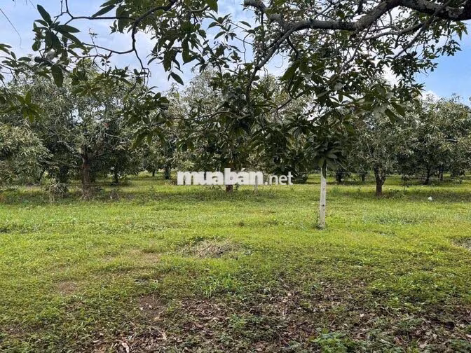 Chính chủ bán lô đất trung tâm xã La Ngà 1040m2/ 550tr