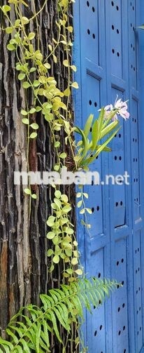 Mặt bằng nhỏ góc 2 mặt đường 4m khu đông dân Lê Lai P.Hạnh Thông TPHCM