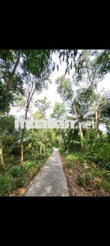 Cần bán gấp đất An Biên, Kiên Giang