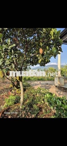 Cần bán 6.281m² (6 sào 2) đất Xuân Lộc. Gần Tỉnh Lộ 766