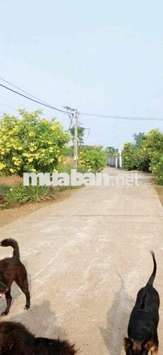 Cần bán 6.281m² (6 sào 2) đất Xuân Lộc. Gần Tỉnh Lộ 766