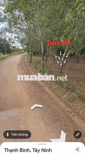 Bán đất cây lâu năm + 100 thổ cư Thạnh Bình, Tân Biên, Tây Ninh