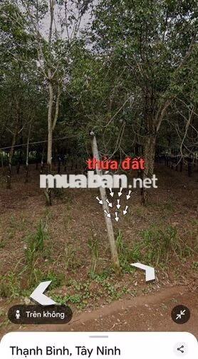 Bán đất cây lâu năm + 100 thổ cư Thạnh Bình, Tân Biên, Tây Ninh