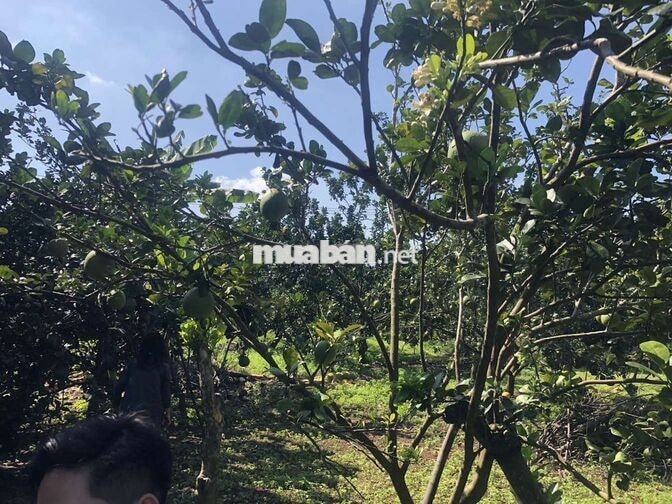 CC CẦN BÁN LÔ ĐẤT TRỒNG CLN ĐẸP – GIÁ ĐẦU TƯ TẠI LONG KHÁNH, ĐỒNG NAI
