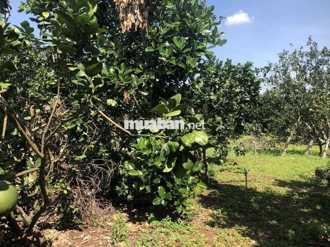 CC CẦN BÁN LÔ ĐẤT TRỒNG CLN ĐẸP – GIÁ ĐẦU TƯ TẠI LONG KHÁNH, ĐỒNG NAI