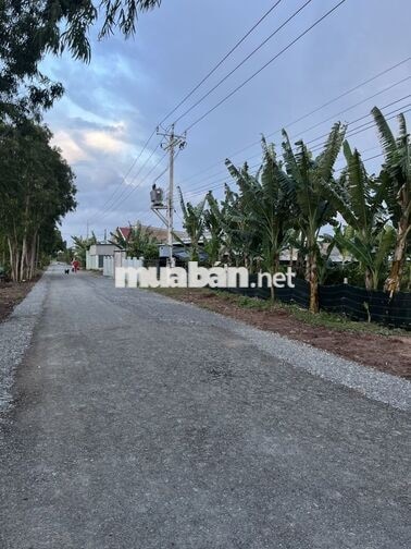 Đất nhà chính chủ – tặng luôn vườn mai hơn 100 cây trồng lâu năm