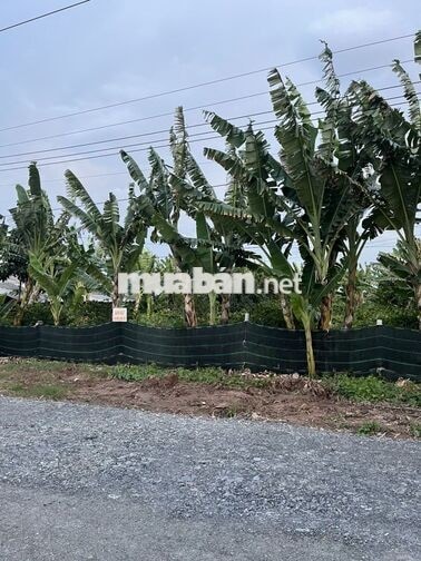 Đất nhà chính chủ – tặng luôn vườn mai hơn 100 cây trồng lâu năm
