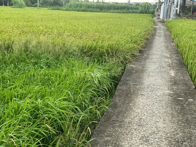 CẦN BÁN MẢNH ĐẤT TRỒNG CÂY LÂU NĂM XÃ BÌNH PHÚ – GÒ CÔNG TÂY, TIỀN GIA