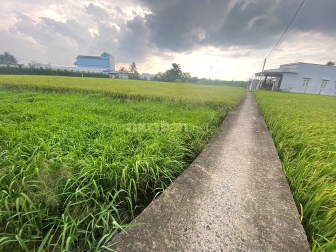 CẦN BÁN MẢNH ĐẤT TRỒNG CÂY LÂU NĂM XÃ BÌNH PHÚ – GÒ CÔNG TÂY, TIỀN GIA