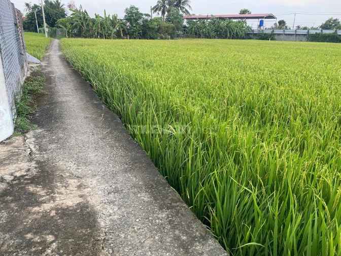 CẦN BÁN MẢNH ĐẤT TRỒNG CÂY LÂU NĂM XÃ BÌNH PHÚ – GÒ CÔNG TÂY, TIỀN GIA