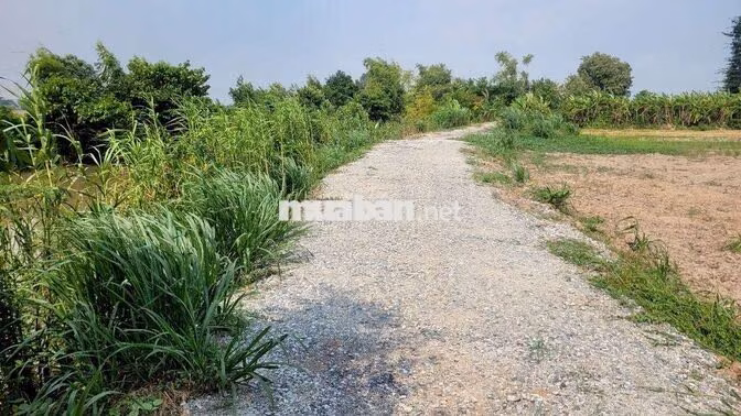 Bán nhanh nền vườn 1100m2 ở Xã Mỹ Khánh, Long Xuyên giá 5xxtr