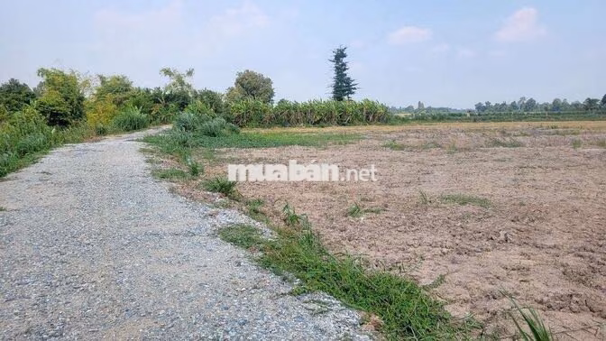Bán nhanh nền vườn 1100m2 ở Xã Mỹ Khánh, Long Xuyên giá 5xxtr