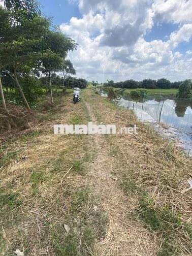 Bán Đất Ruộng đã lên vường vĩnh thới đồng tháp