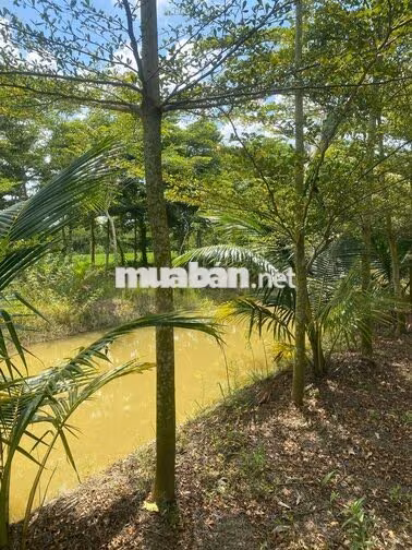 Bán Đất Ruộng đã lên vường vĩnh thới đồng tháp