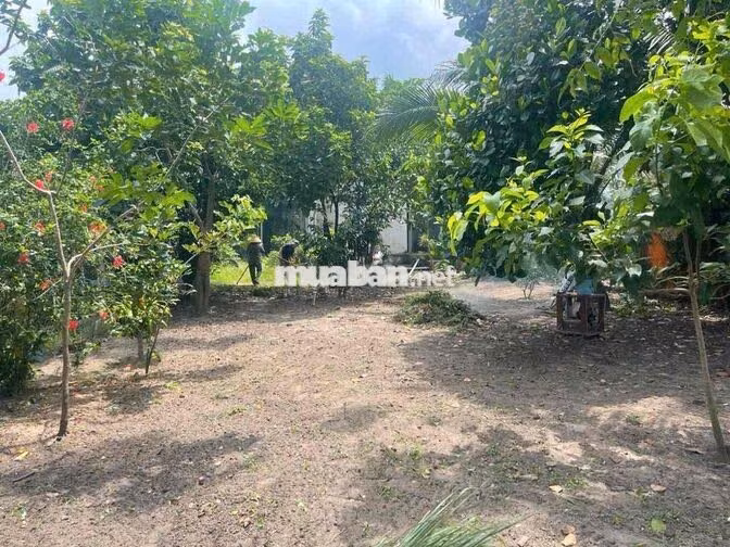 Cho thuê nhà nguyên căn Ấp Thạnh Sơn 3